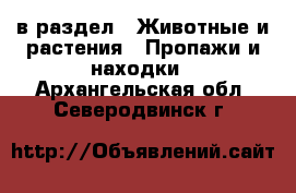  в раздел : Животные и растения » Пропажи и находки . Архангельская обл.,Северодвинск г.